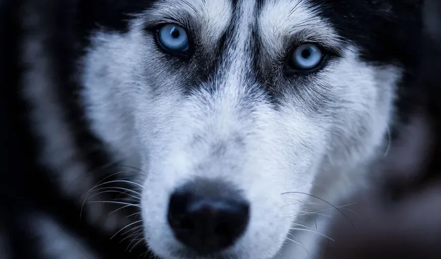 Como Ajudar Meu Cão com Ansiedade de Separação à Noite