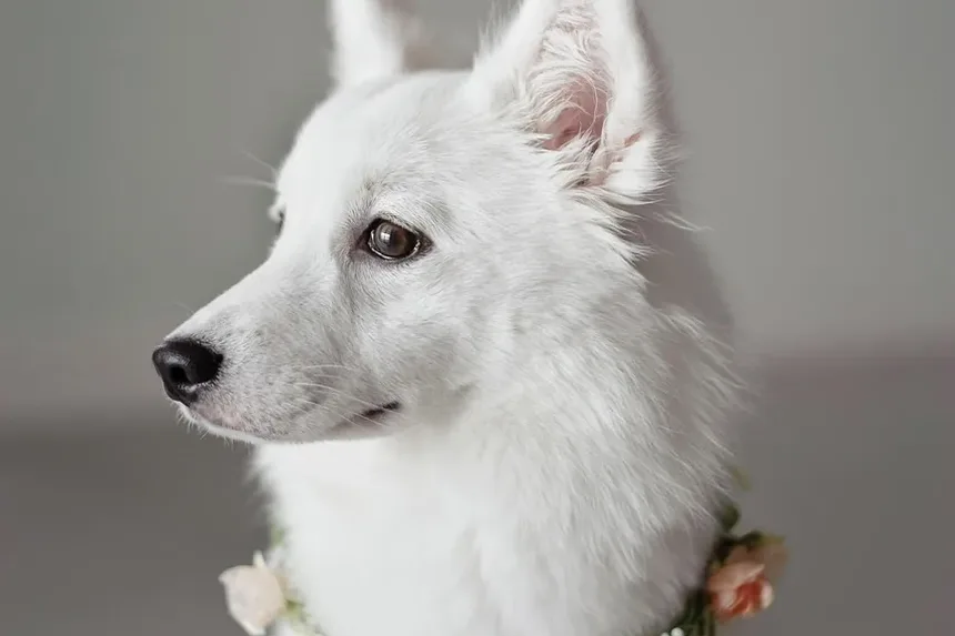 Como Ajudar Meu Cão com Ansiedade de Separação à Noite