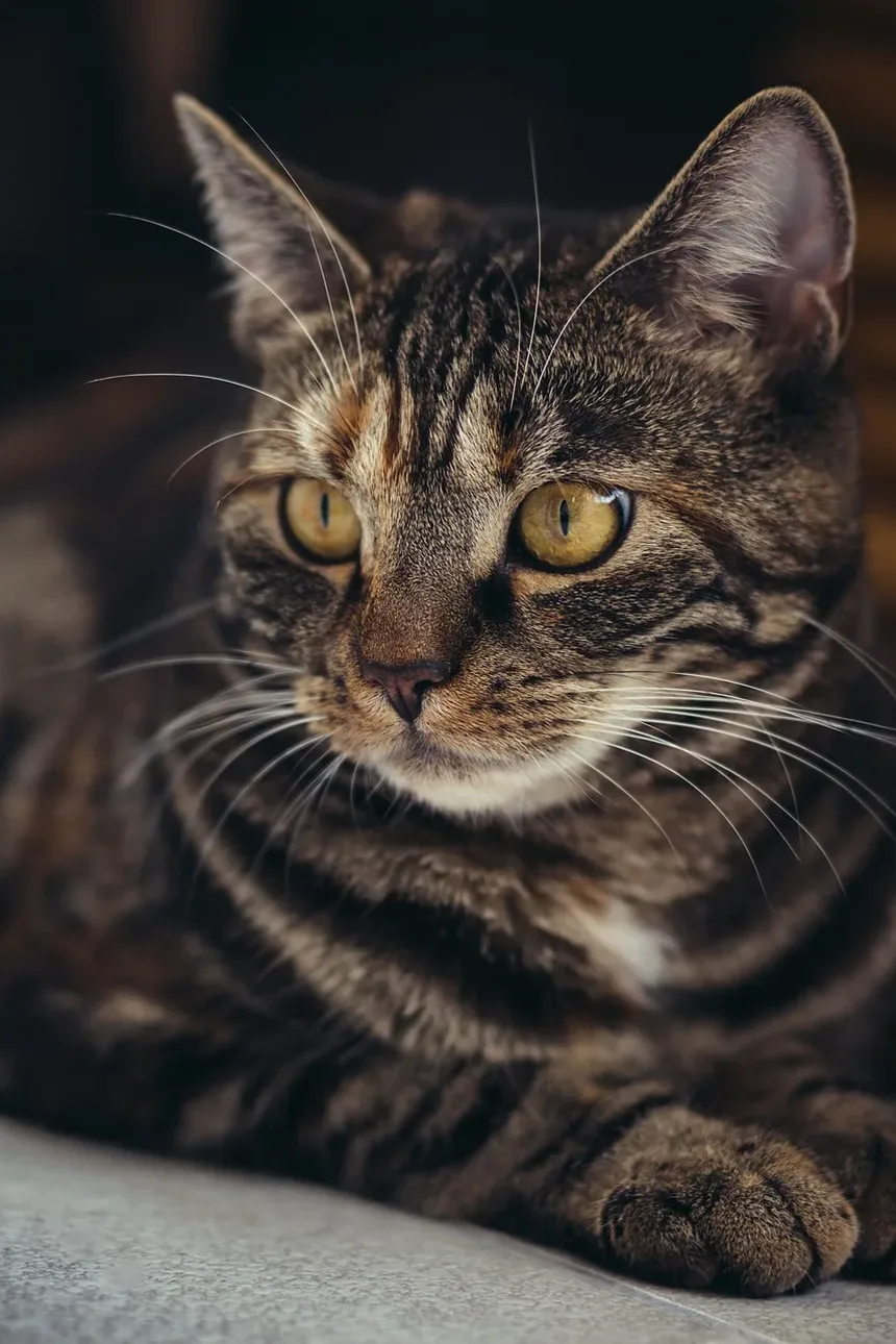 Como Ajudar um Gato Estressado a Comer: Estratégias Práticas