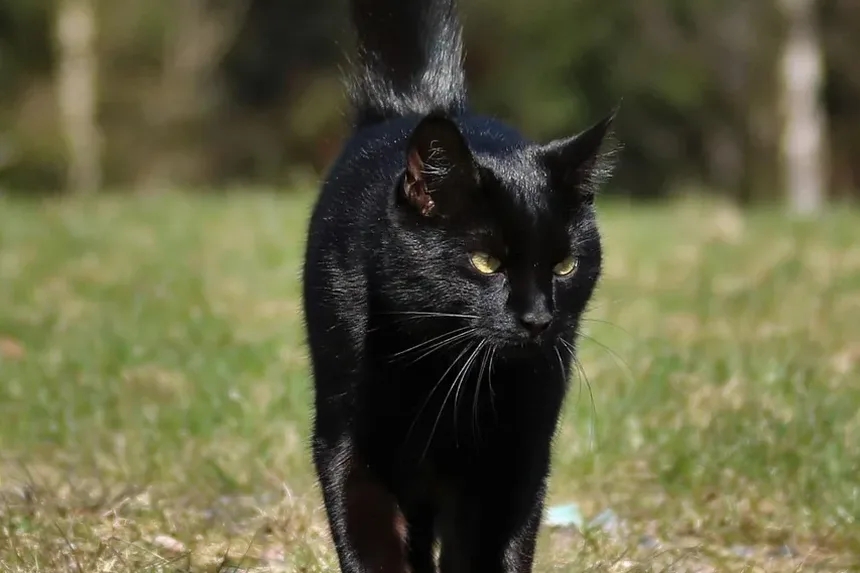 Como Ajudar um Gato Estressado a Comer: Estratégias Práticas