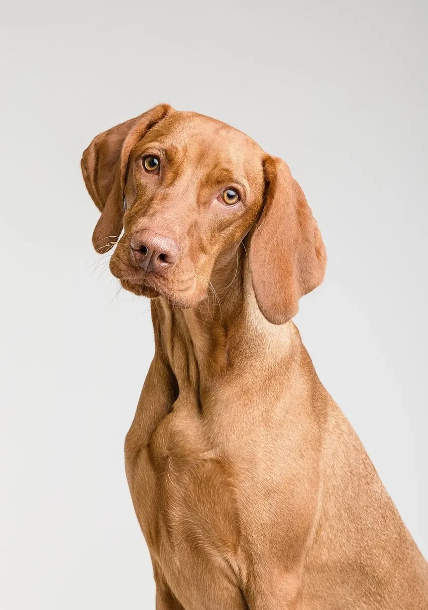 Como Saber se o Seu Cão Foi Envenenado por um Sapo