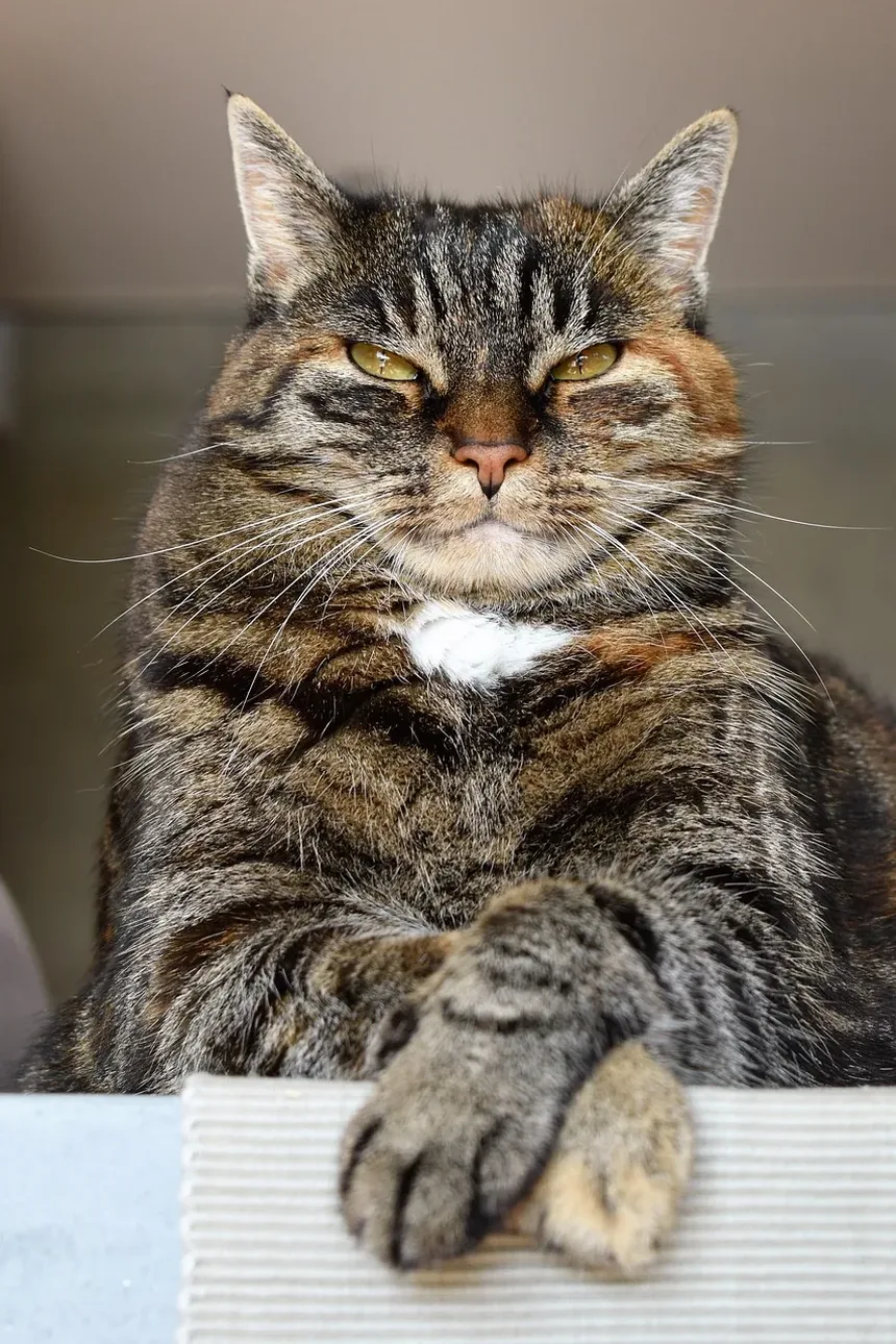 Como Saber Se os Vermes do Meu Gato Sumiram