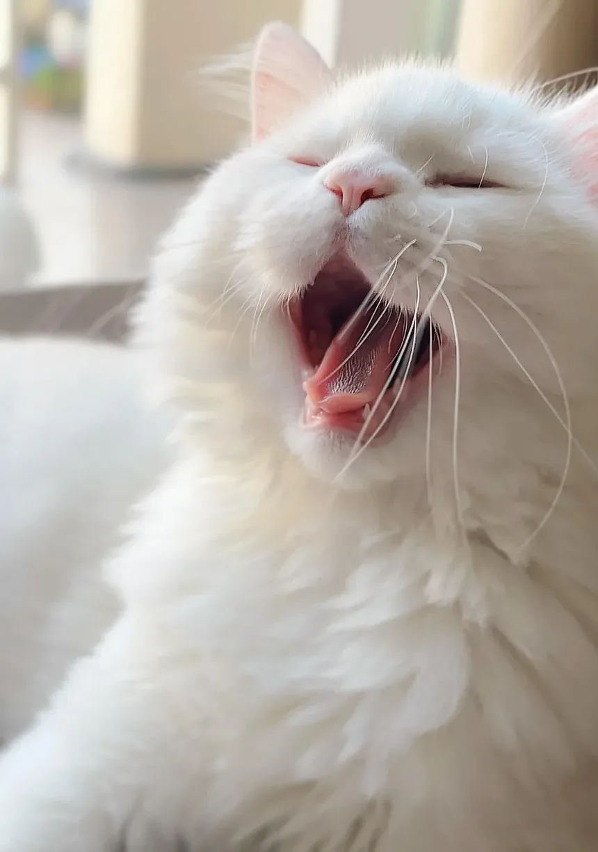 Como Saber Se os Vermes do Meu Gato Sumiram