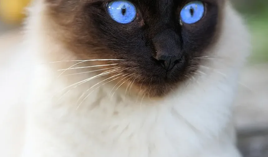 Como Saber Se os Vermes do Meu Gato Sumiram