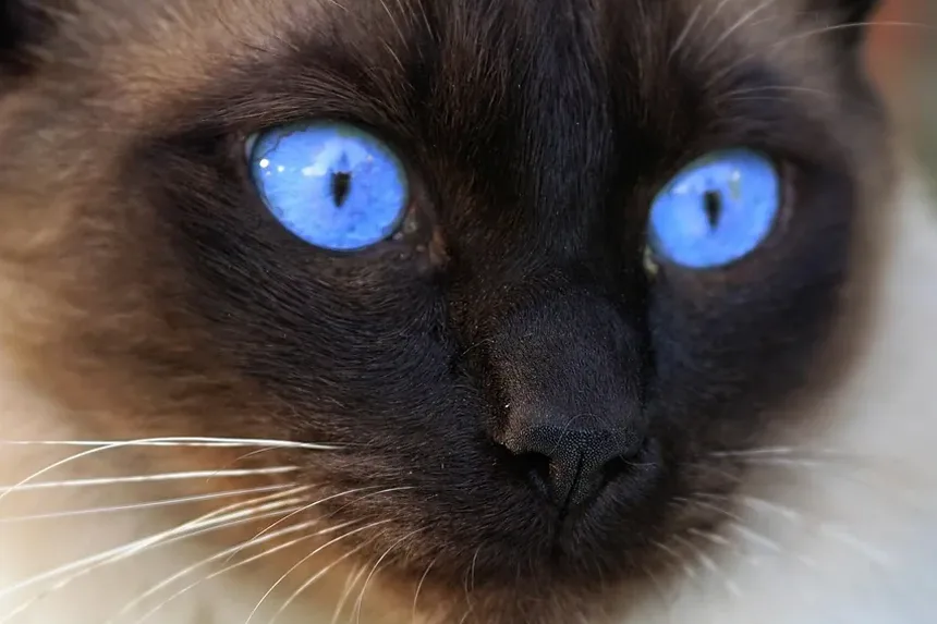 Como Saber Se os Vermes do Meu Gato Sumiram