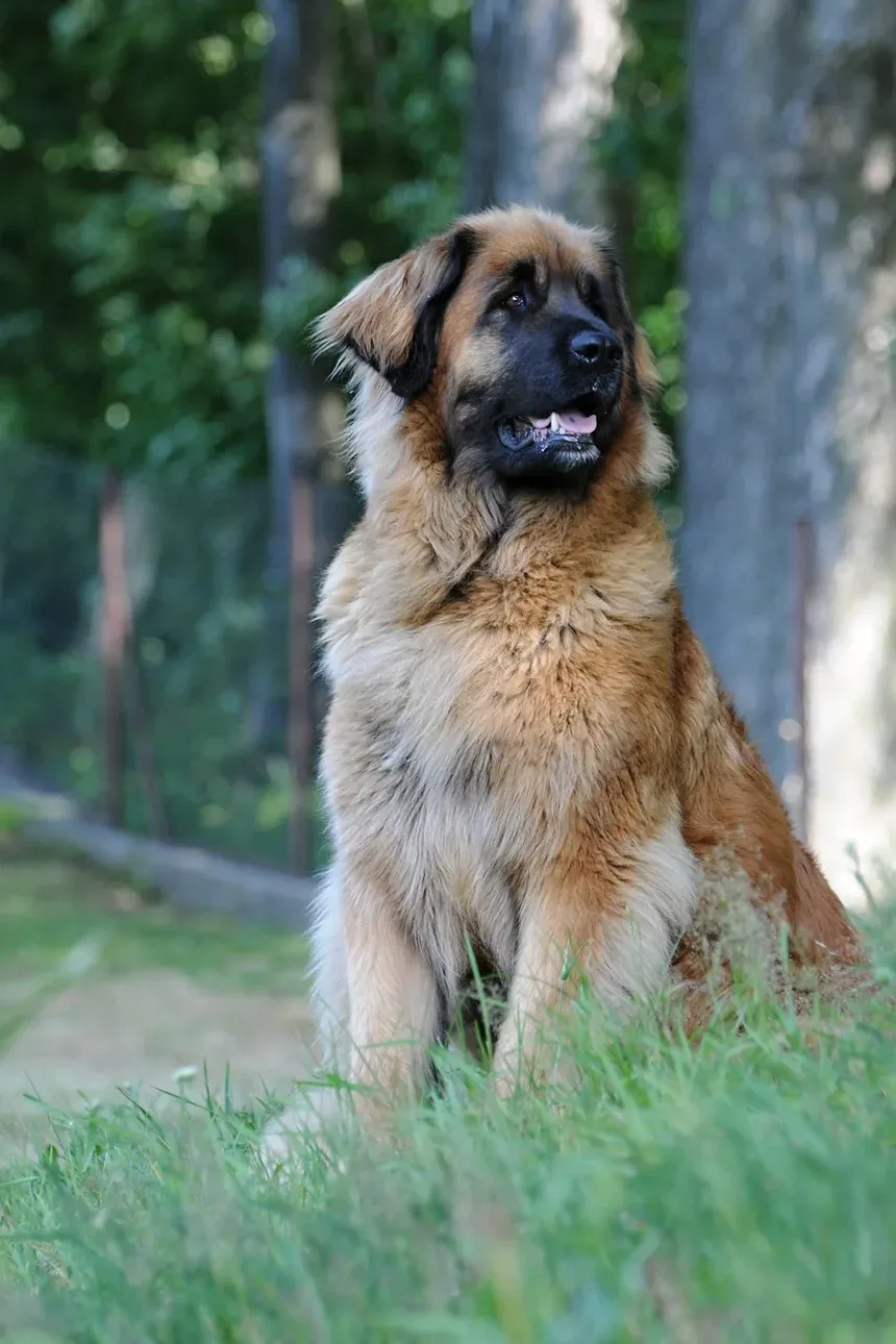 Como Tratar uma Ferida de Tiro em Cães: Um Guia Completo