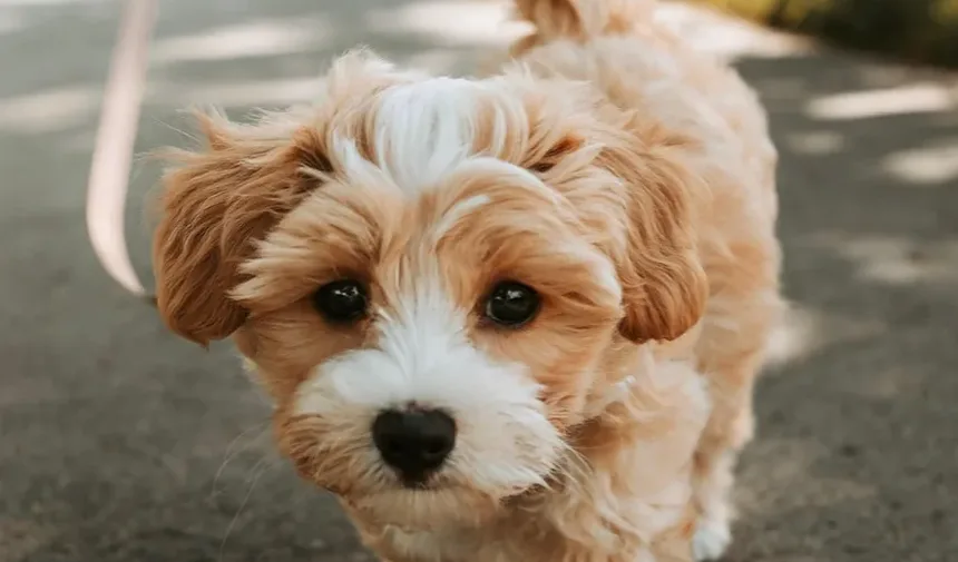 Como Tratar uma Ferida de Tiro em Cães: Um Guia Completo