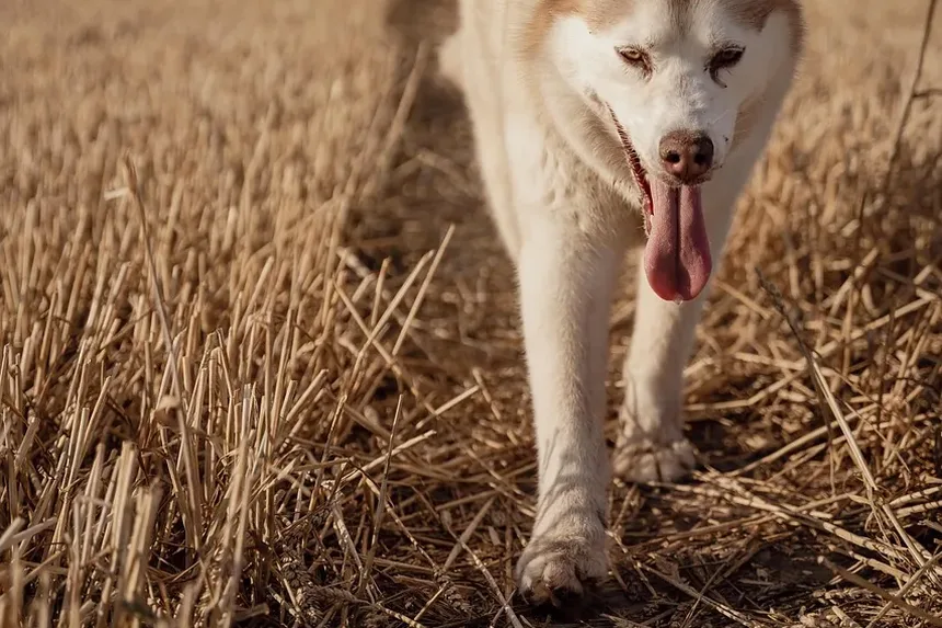 Como Tratar uma Ferida de Tiro em Cães: Um Guia Completo