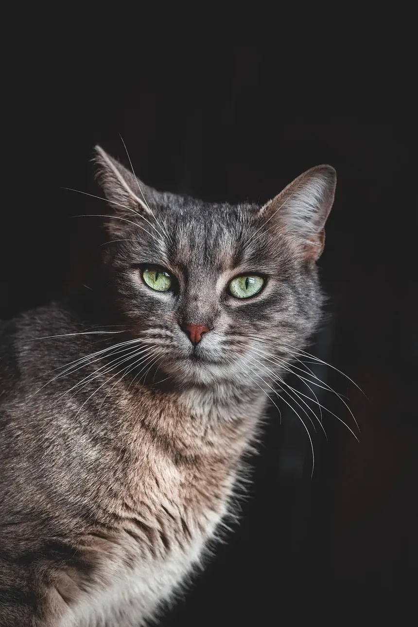 Como Tratar Vermes da Terceira Pálpebra em Gatos: Um Guia Completo