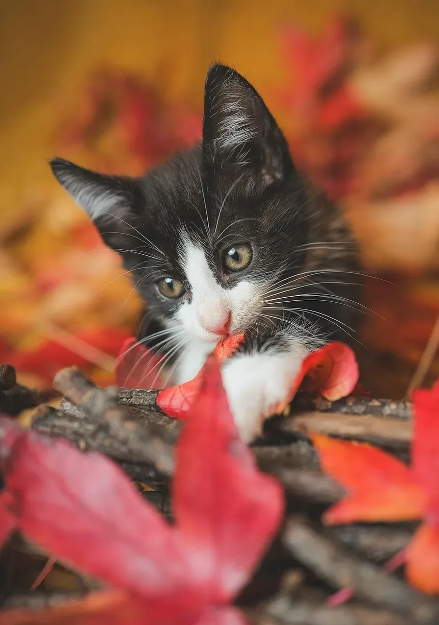 Como Tratar Vermes da Terceira Pálpebra em Gatos: Um Guia Completo