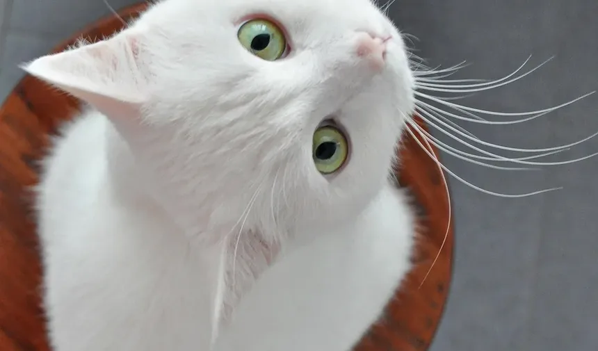 Como Tratar Vermes da Terceira Pálpebra em Gatos: Um Guia Completo