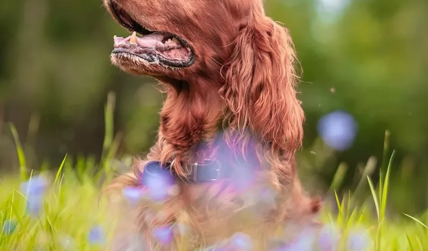 Como Tratar a Exaustão pelo Calor em Cães: Um Guia Completo