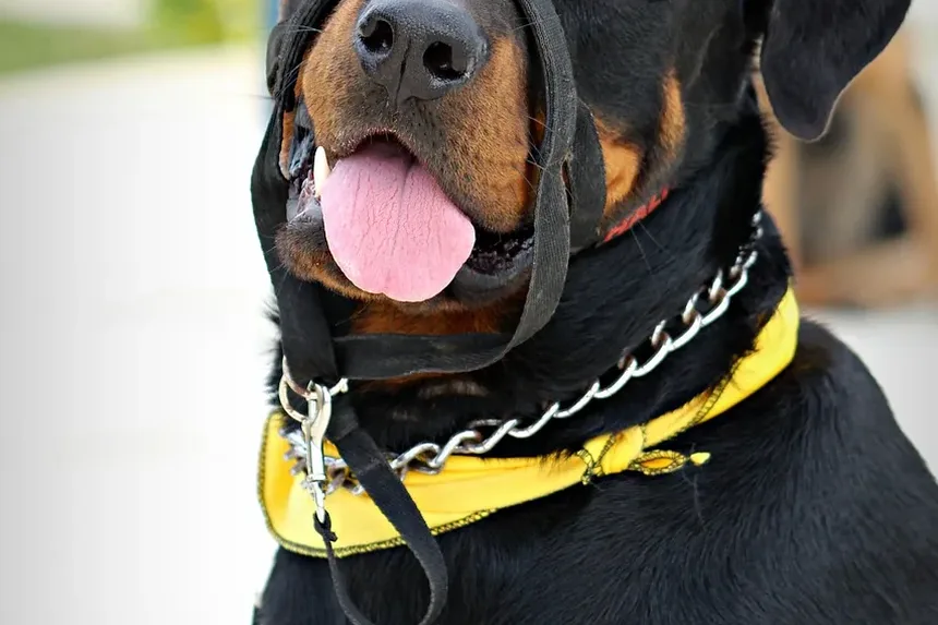 Como Tratar a Exaustão pelo Calor em Cães: Um Guia Completo
