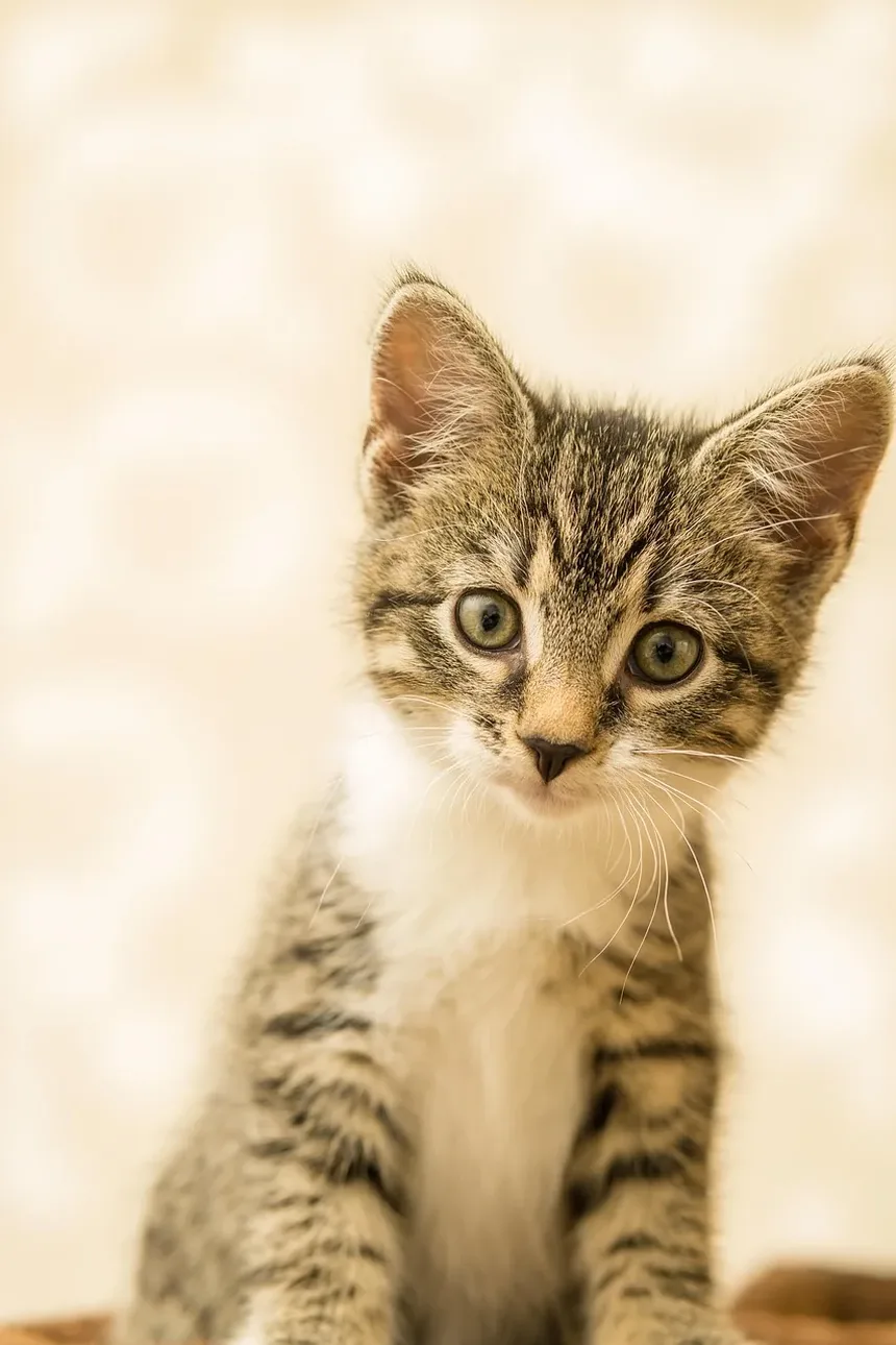 Como Cortar as Unhas do Gato com o Método Burrito: Um Guia Passo a Passo