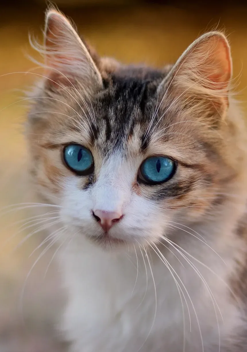 Como Cortar as Unhas do Gato com o Método Burrito: Um Guia Passo a Passo