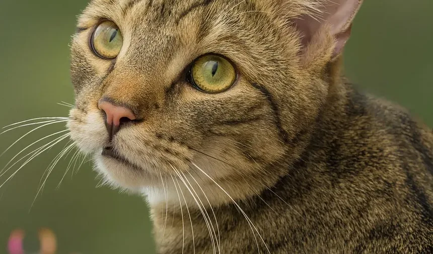 Como Cortar as Unhas do Gato com o Método Burrito: Um Guia Passo a Passo