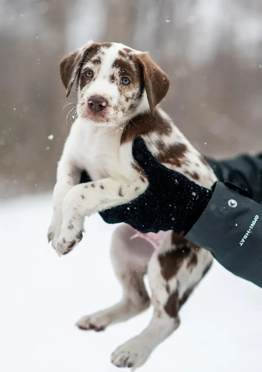 Tamanho de Porção Recomendado para Cães: Um Guia Completo