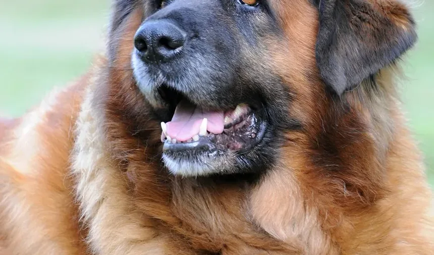 Tamanho de Porção Recomendado para Cães: Um Guia Completo