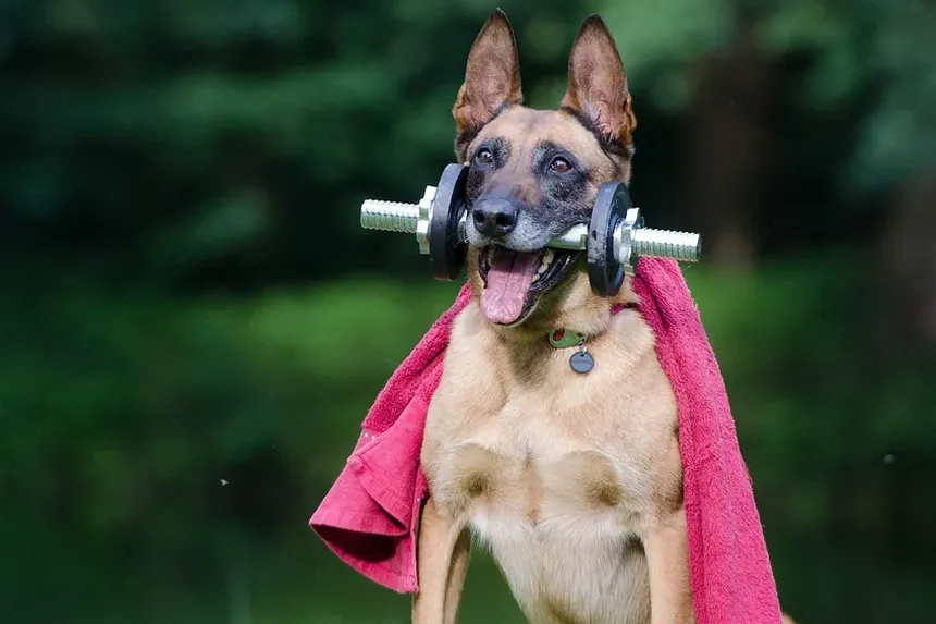 Tamanho de Porção Recomendado para Cães: Um Guia Completo