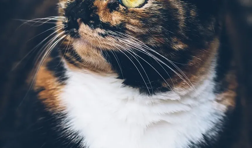 Sinais de Intoxicação Alimentar em Gatos: O Que Todo Dono de Gato Deve Saber