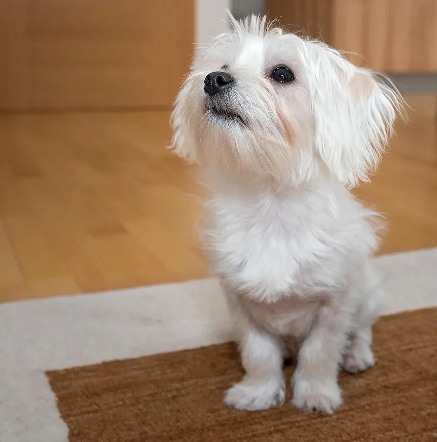 Tratamento de Intoxicação em Cães: Um Guia Completo