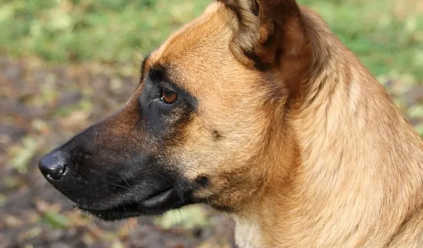 Tratamento de Intoxicação em Cães: Um Guia Completo