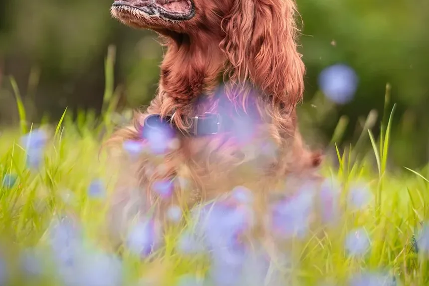 Tratamento de Intoxicação em Cães: Um Guia Completo