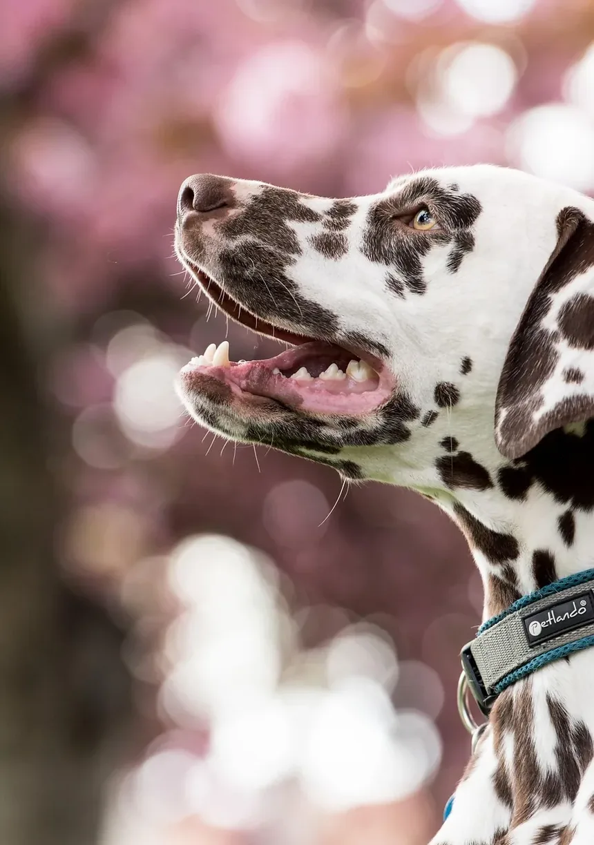 Vitaminas para o Apetite dos Cães: Melhorando os Hábitos Alimentares do Seu Cão