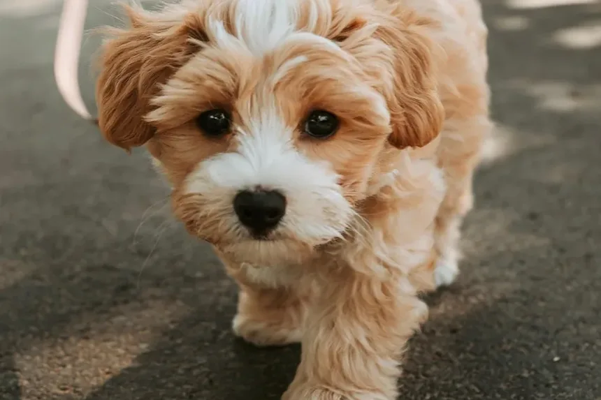 Vitaminas para o Apetite dos Cães: Melhorando os Hábitos Alimentares do Seu Cão