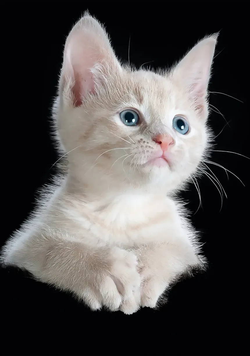 Quais São os Sinais de Que Você é Alérgico a Gatos?