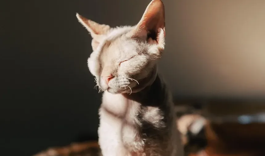 Quais São os Sinais de Que Você é Alérgico a Gatos?