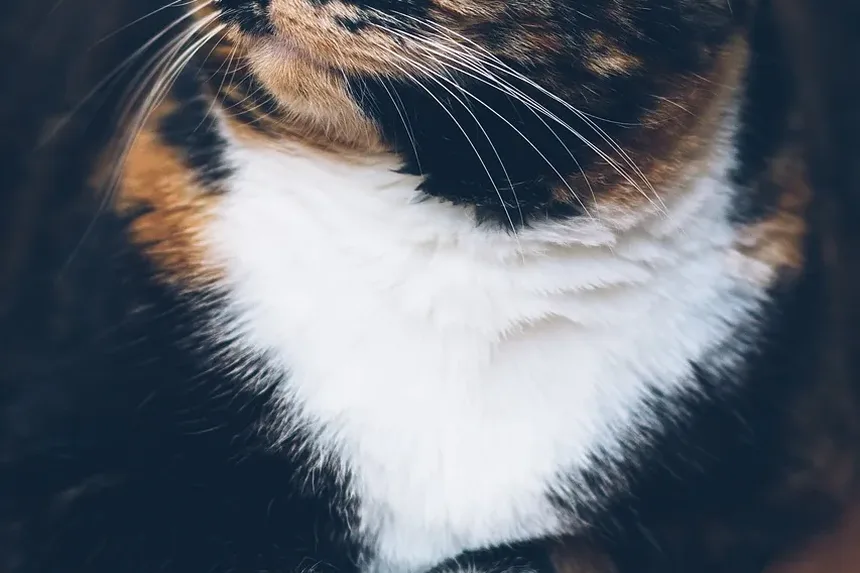 Quais São os Sinais de Que Você é Alérgico a Gatos?
