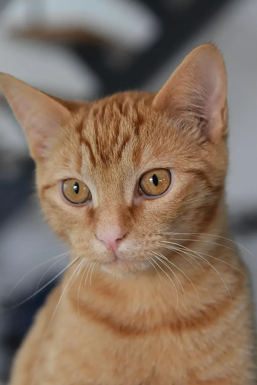 Quais São os Sintomas de um Gatinho Doente?