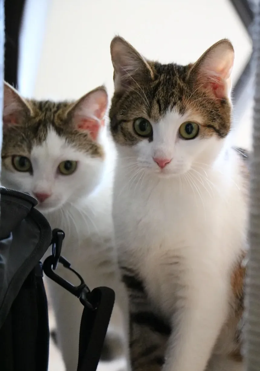 Quais São os Sintomas de um Gatinho Doente?