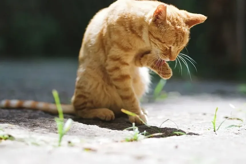 Quais São os Sintomas de um Gatinho Doente?
