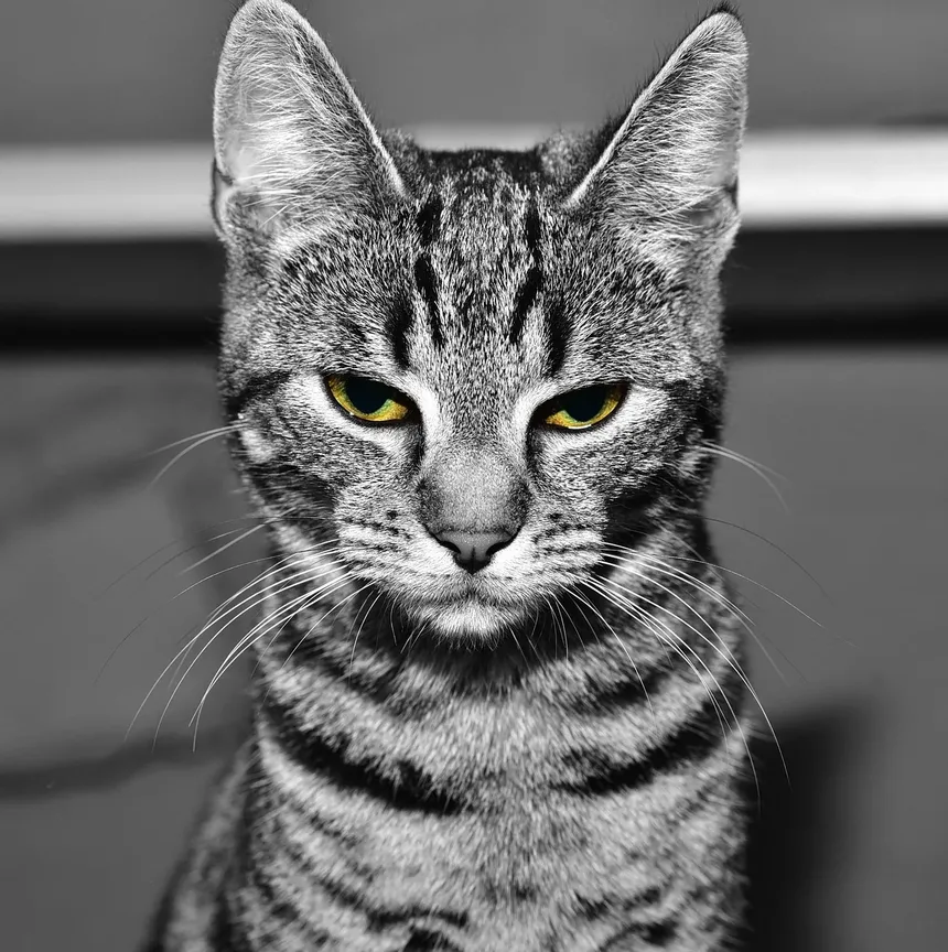 O que pode causar ganho de peso súbito em gatos?