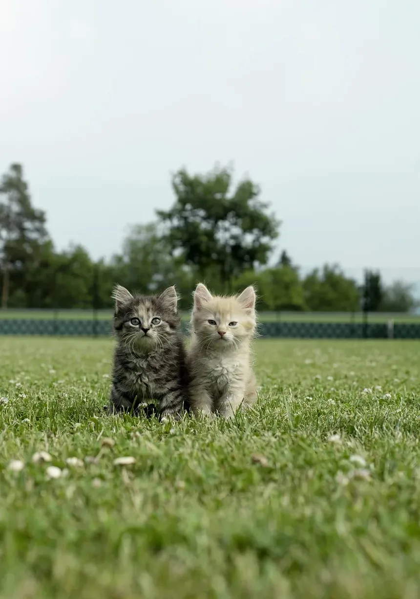 O que pode causar ganho de peso súbito em gatos?