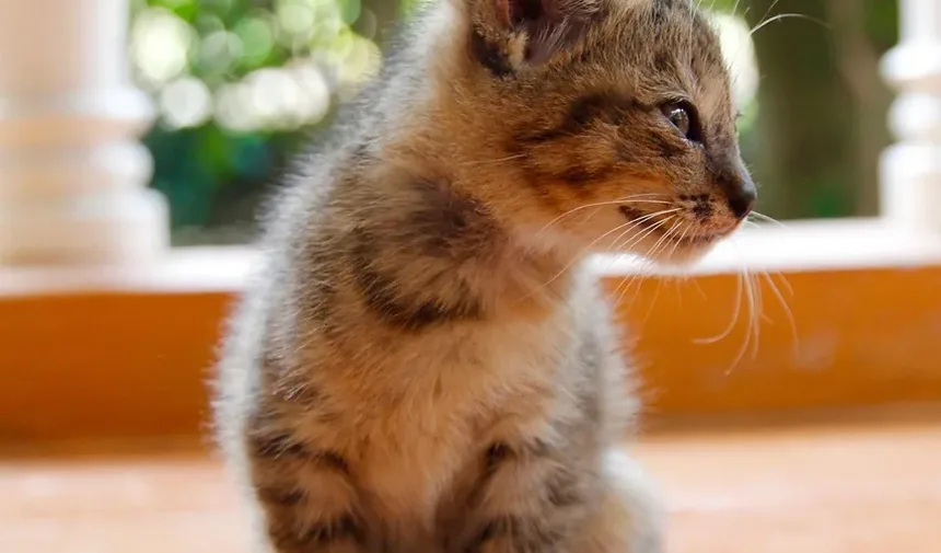 O que pode causar ganho de peso súbito em gatos?