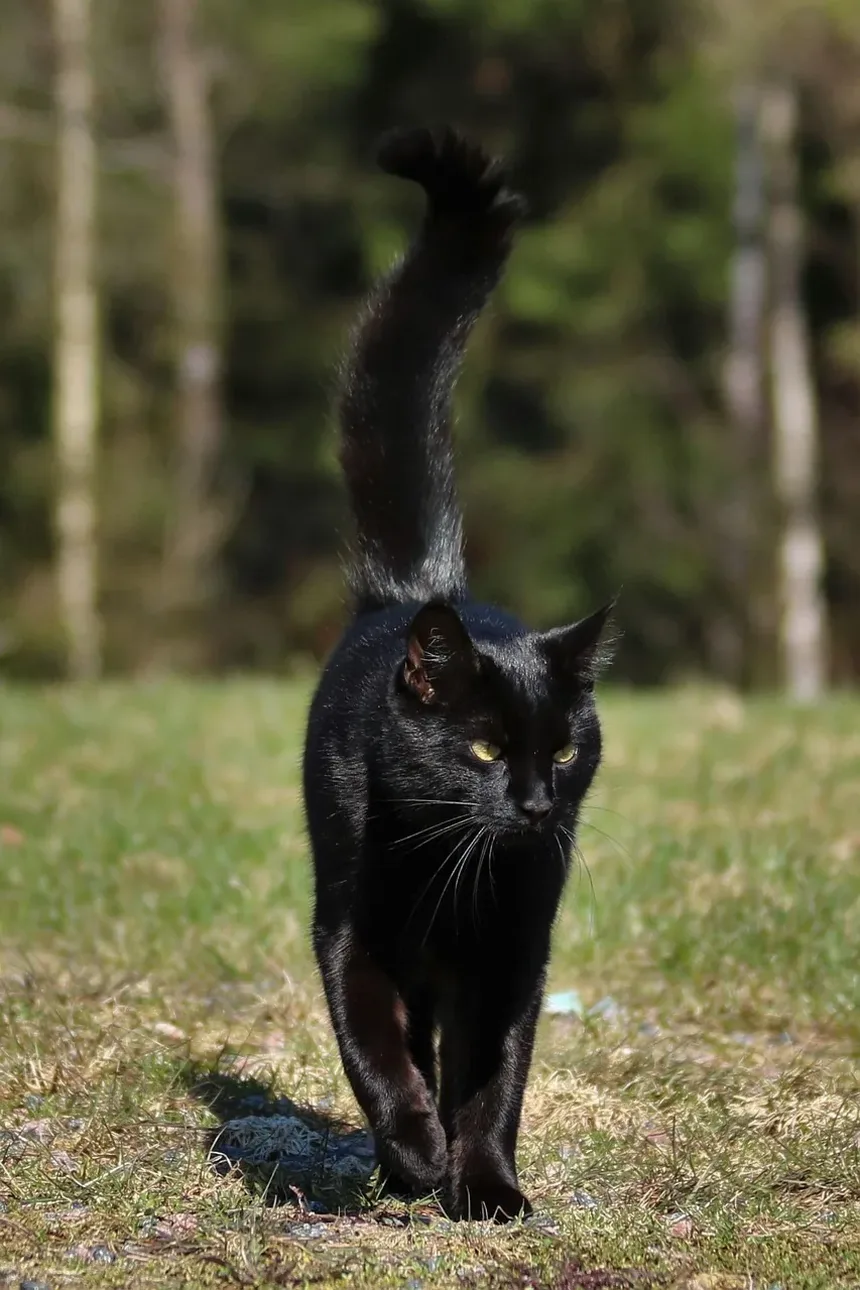 O Que Gatos Doentes Gostam de Comer?