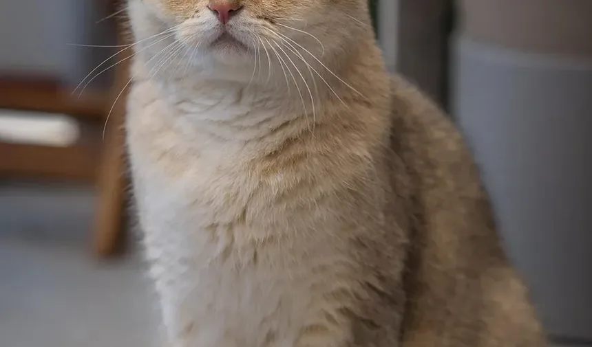 O Que Gatos Doentes Gostam de Comer?