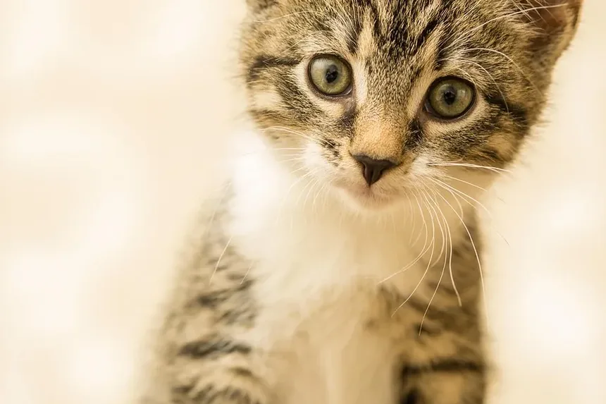 O Que Gatos Doentes Gostam de Comer?