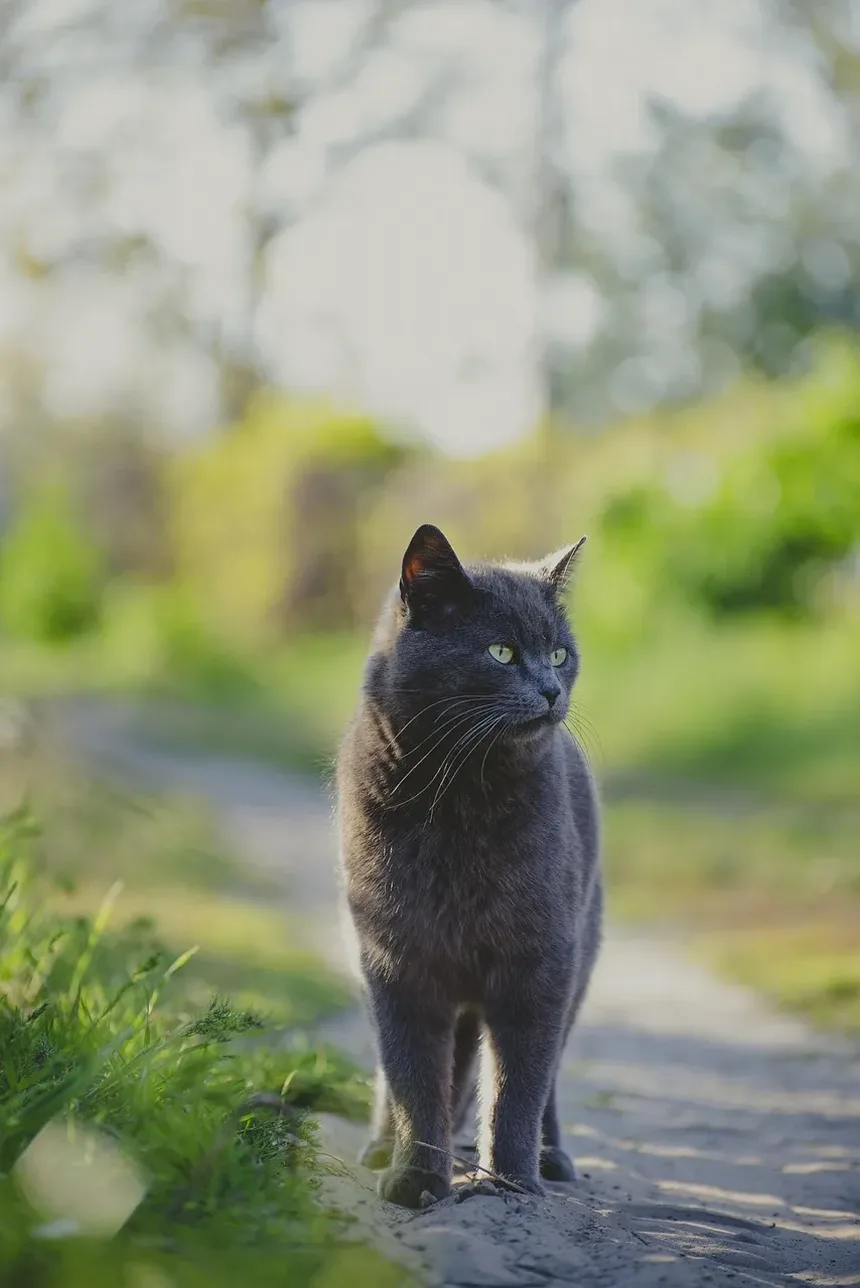 E Se Meu Gato Comer Veneno Para Formigas? Um Guia Completo