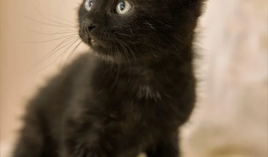 E Se Meu Gato Comer Veneno Para Formigas? Um Guia Completo