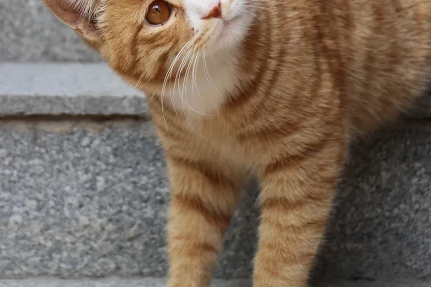 E Se Meu Gato Comer Veneno Para Formigas? Um Guia Completo