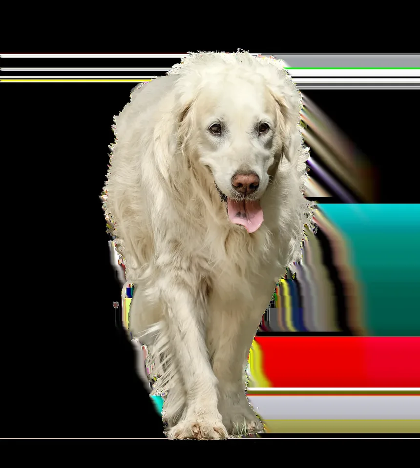 O Que Fazer Se Seu Cão Comer Veneno para Baratas