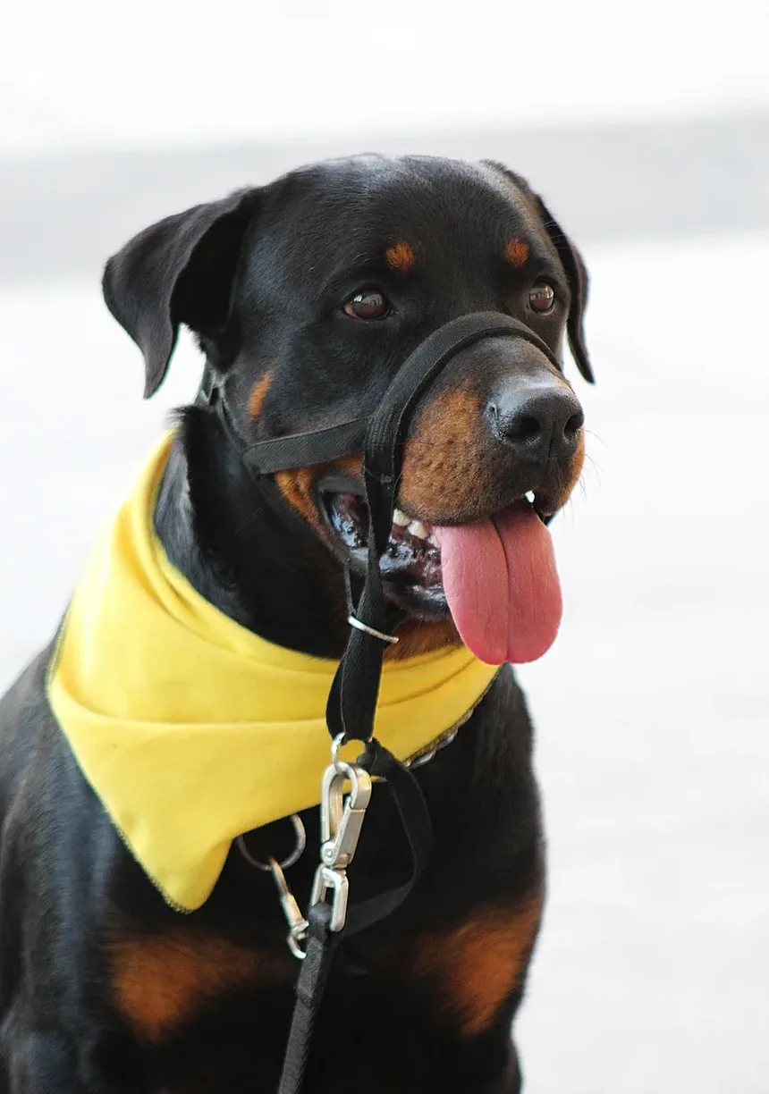 O Que Fazer Se Seu Cão Comer Veneno para Baratas