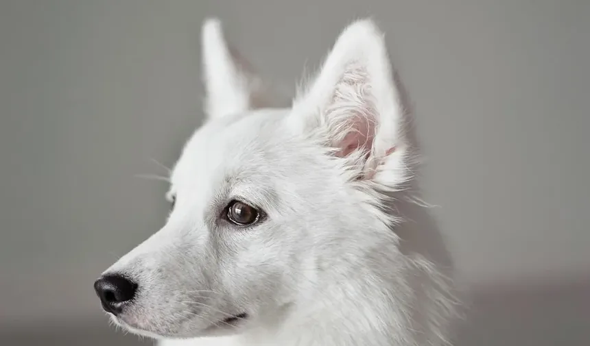 O Que Fazer Se Seu Cão Comer Veneno para Baratas