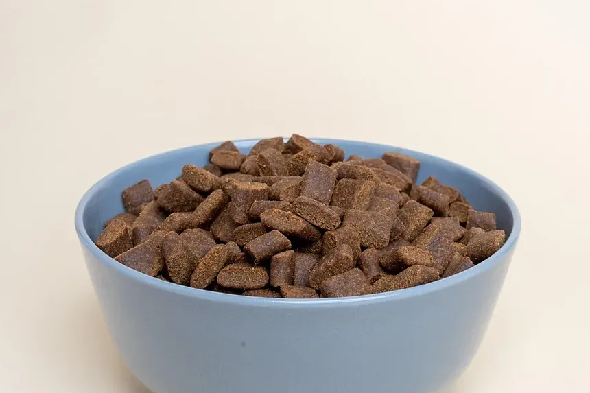 O Que Fazer Se Seu Cão Comer Veneno para Baratas