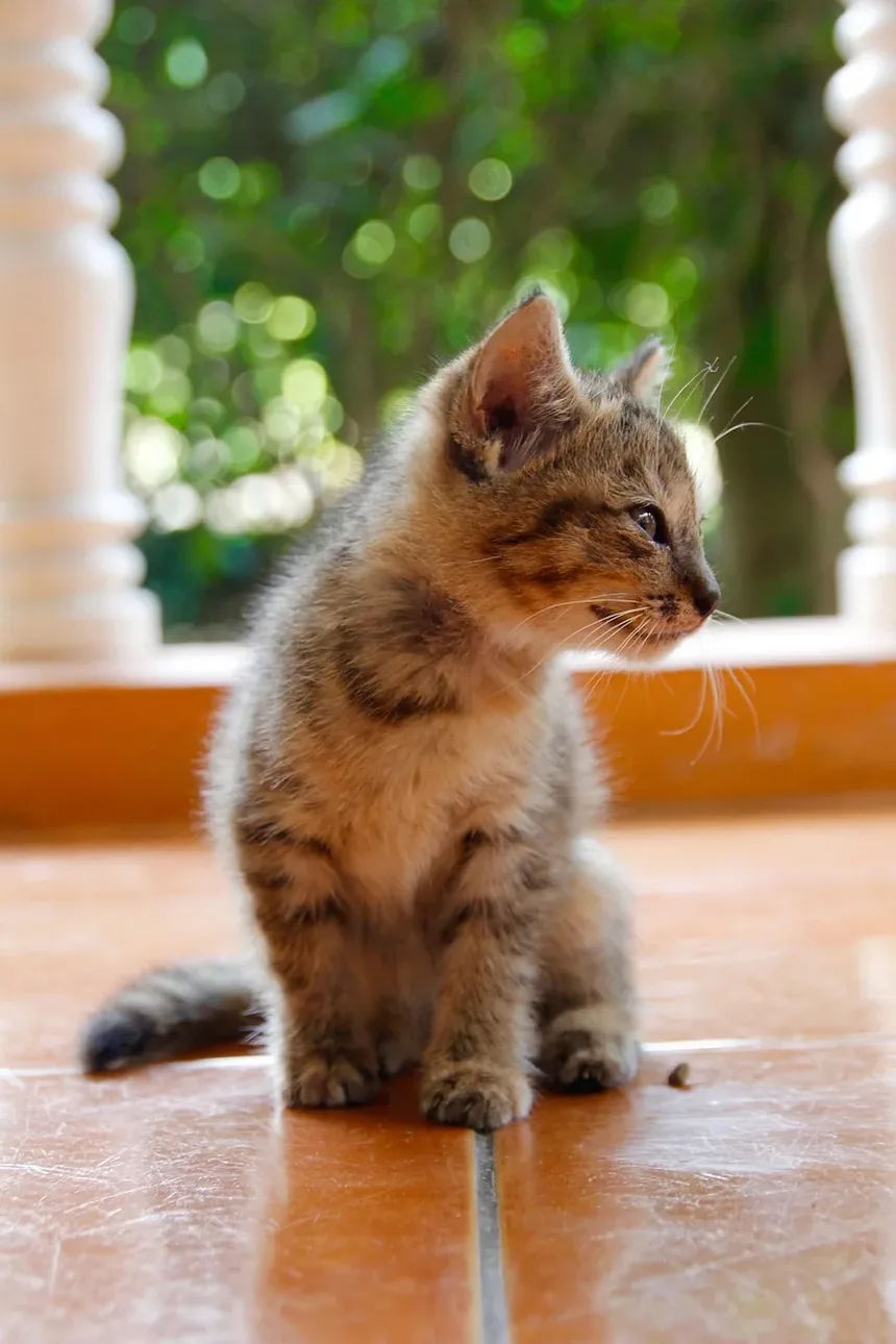 Quando os Gatinhos Começam a Comer Comida Sólida?