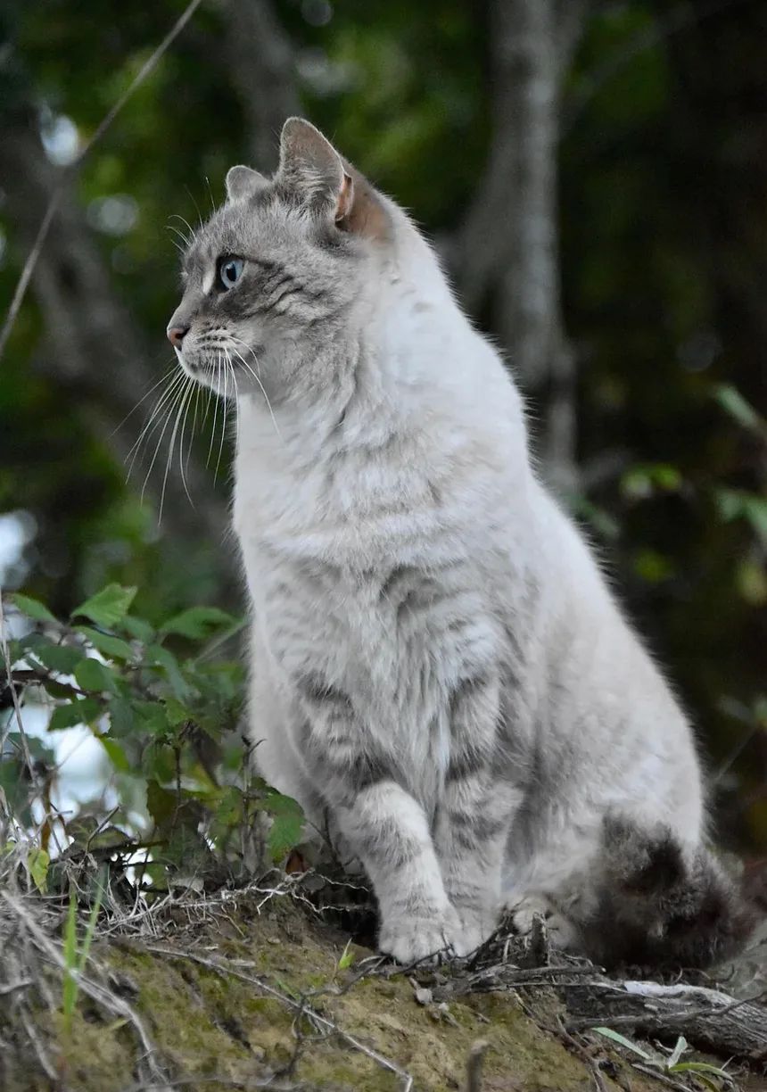 Quando os Gatinhos Começam a Comer Comida Sólida?